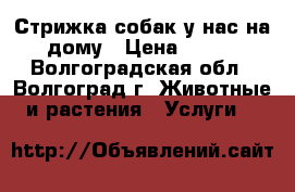 Стрижка собак у нас на дому › Цена ­ 500 - Волгоградская обл., Волгоград г. Животные и растения » Услуги   